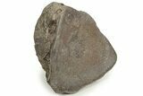 Polished Dinosaur Bone (Gembone) Section #227405-1